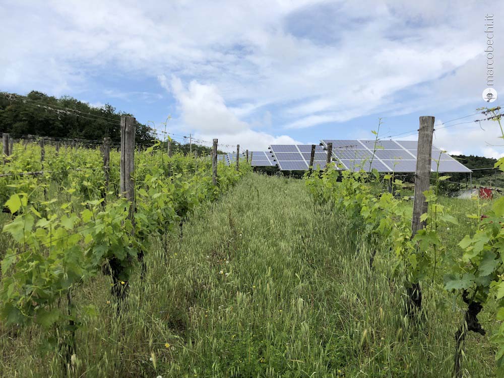 I pannelli solari vicini al vigneto rendono sostenibile l'Azienda