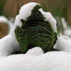 Verza sotto la neve