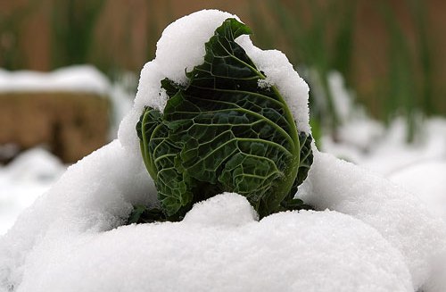 Verza sotto la neve