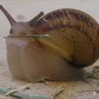 Risultati di “E tu quanto mangi Slow?”
