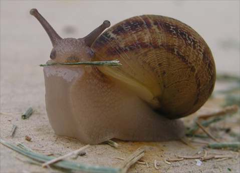 Risultati di “E tu quanto mangi Slow?”