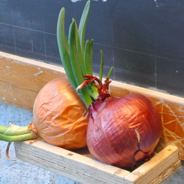 Sbarbacipolla