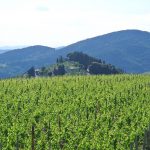 Il Castello di Nipozzano visto dai vigneti