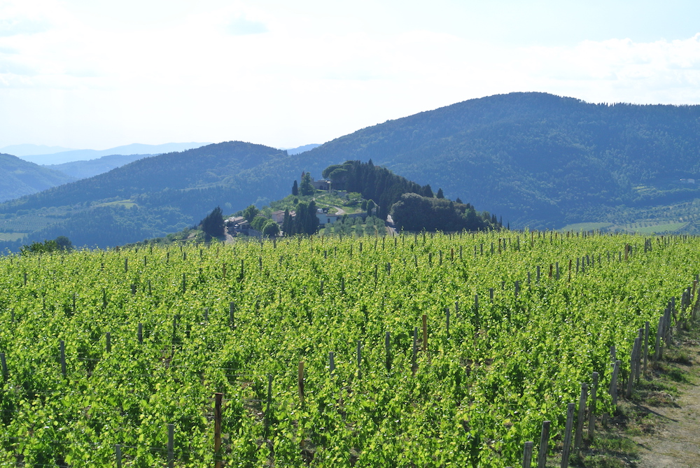 Il Castello di Nipozzano visto dai vigneti