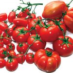 Filiera del pomodoro, la Regione vuole un distretto toscano. Speriamo presto!