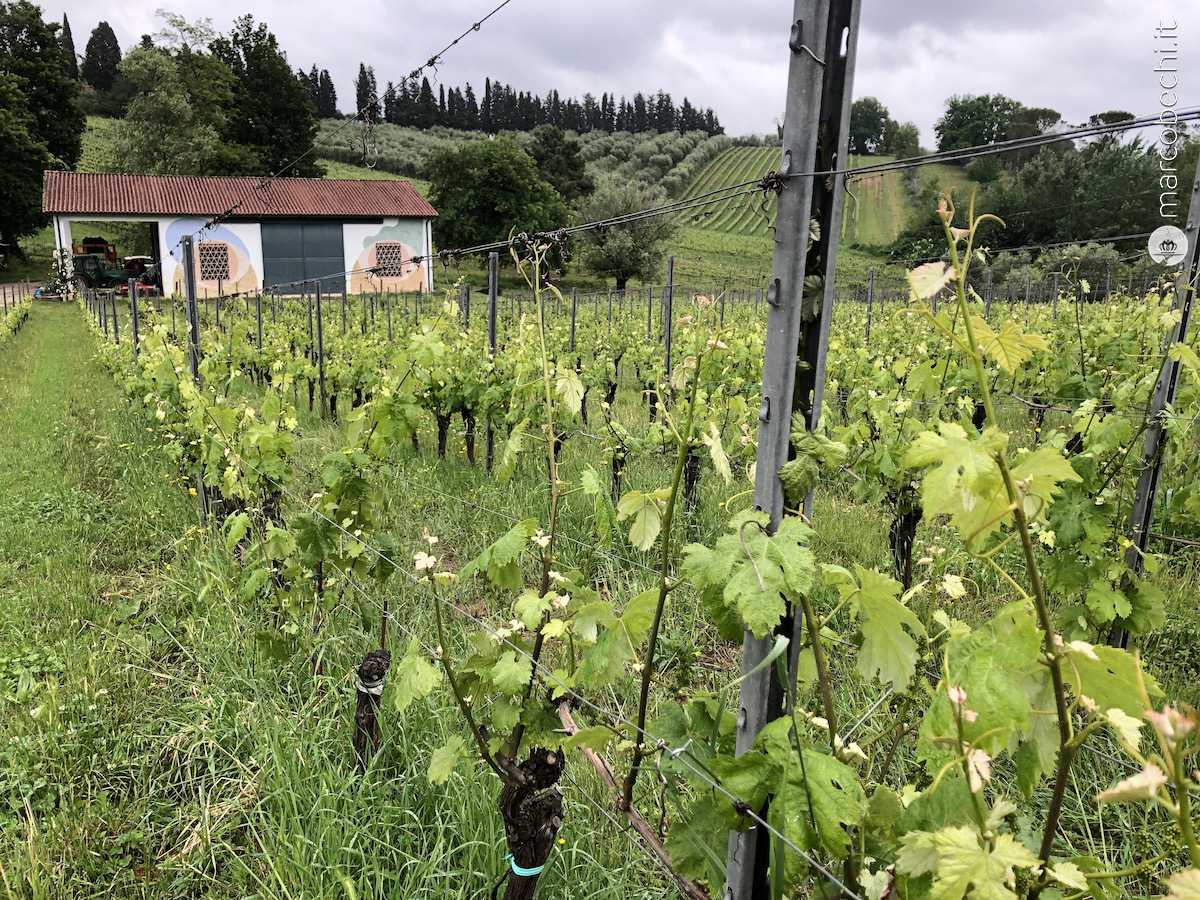 Un vigneto e il ricovero degli attrezzi di Tenuta Lenzini