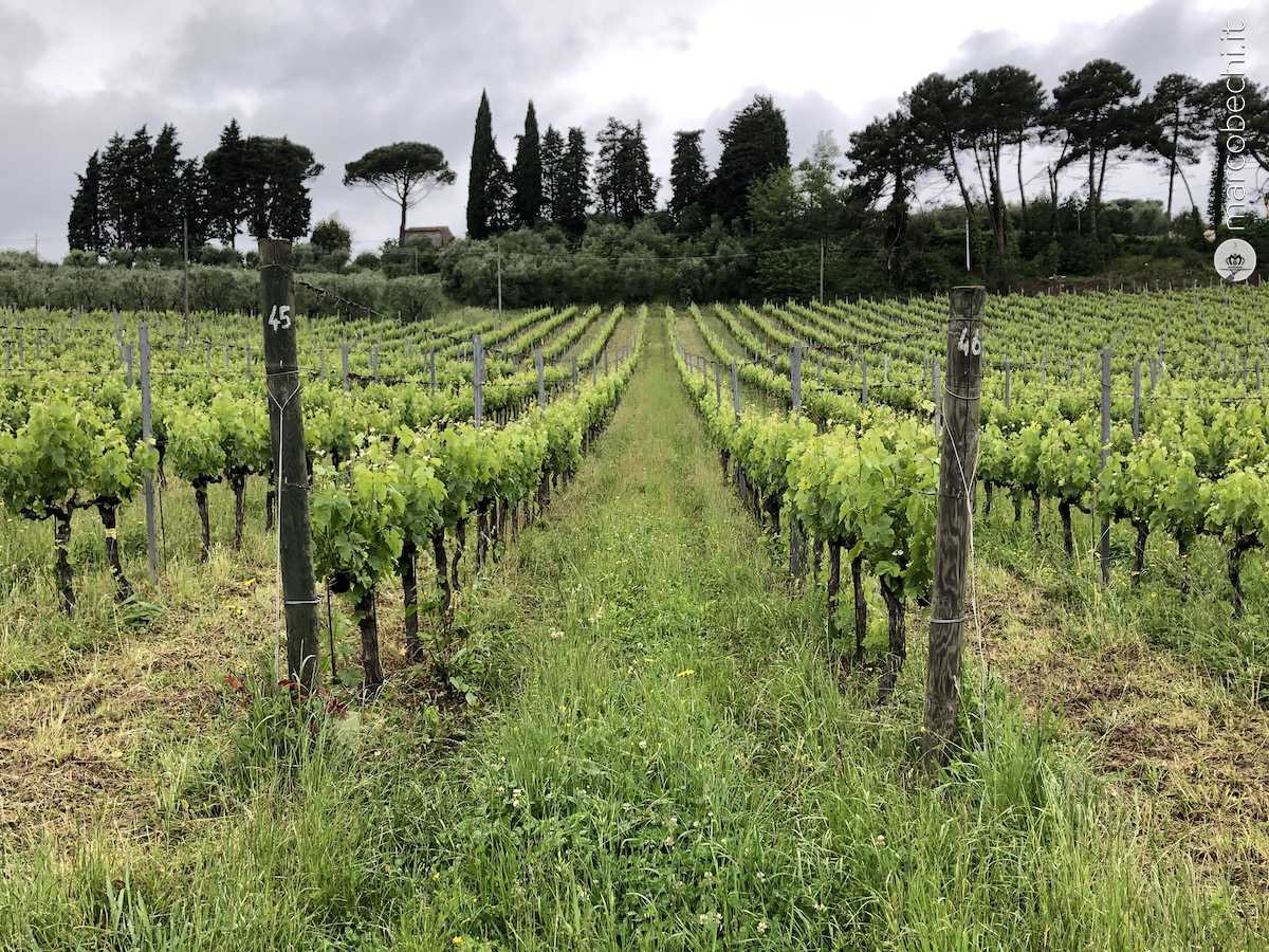 Una vigna di Tenuta Lenzini