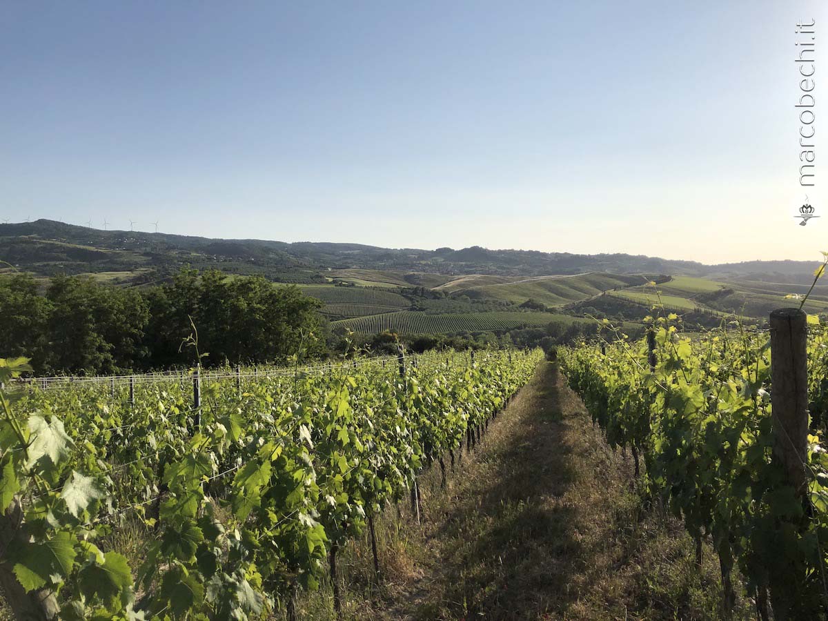 I vigneti di Badia di Morrona