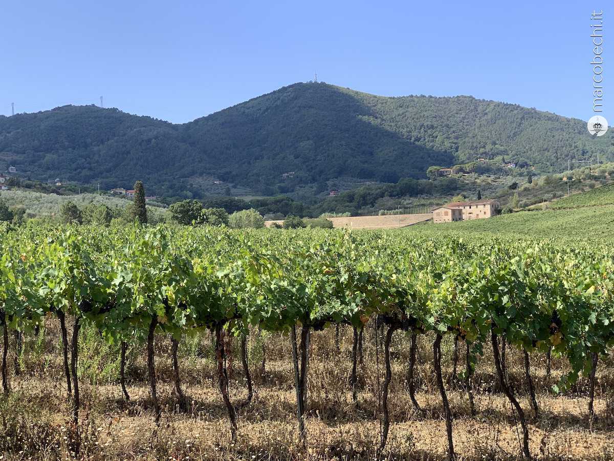 Il vigneto di fronte al corpo aziendale