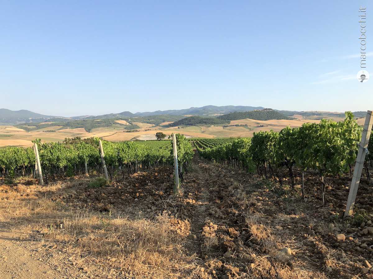 Uno dei vigneti di Corte dei Venti