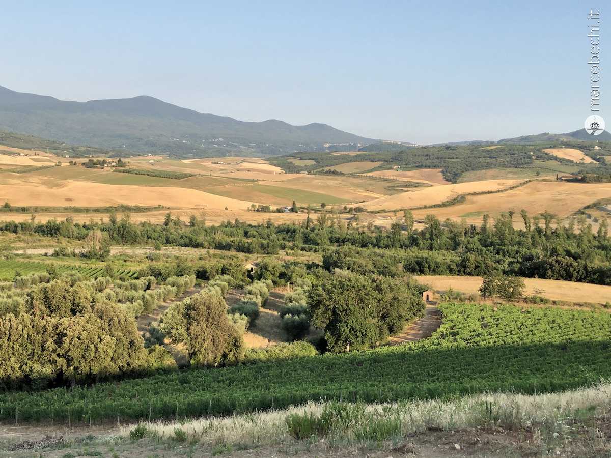 I vigneti che guardano il Monte Amiata