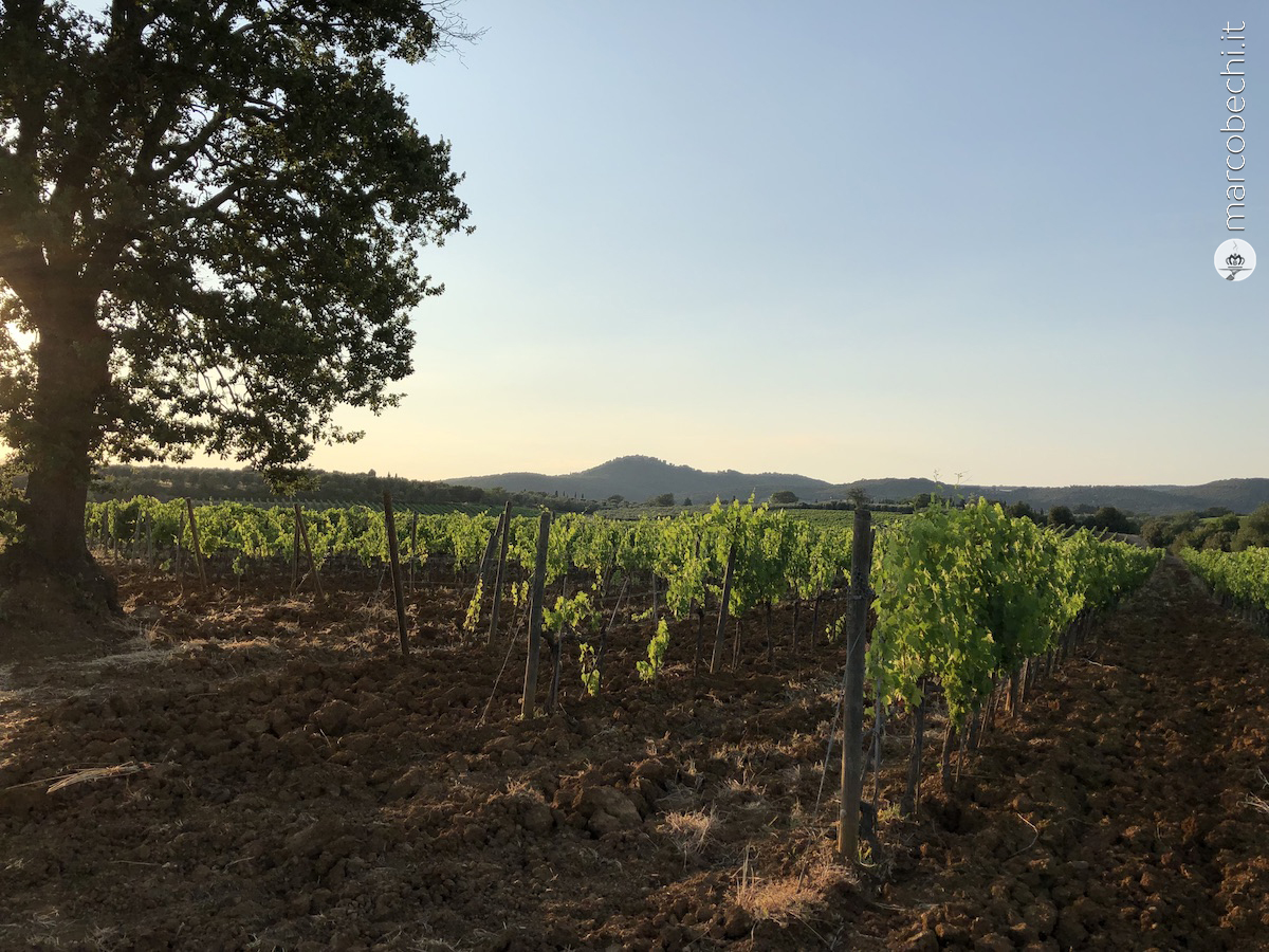 La vigna, troneggiata dalla quercem da dove si ha una visione a 360°