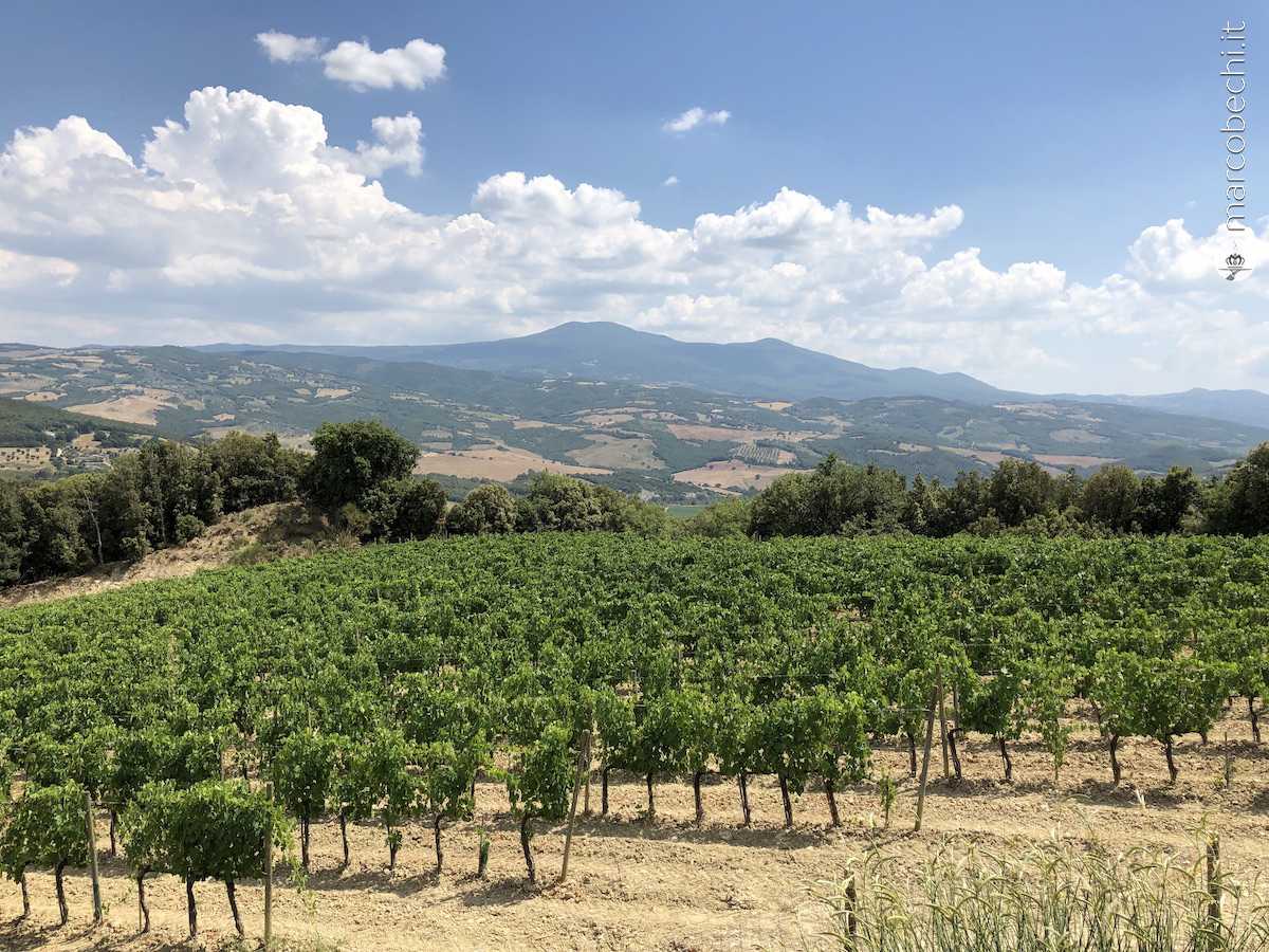 I vigneti intorno al corpo aziendale di Mastrojanni