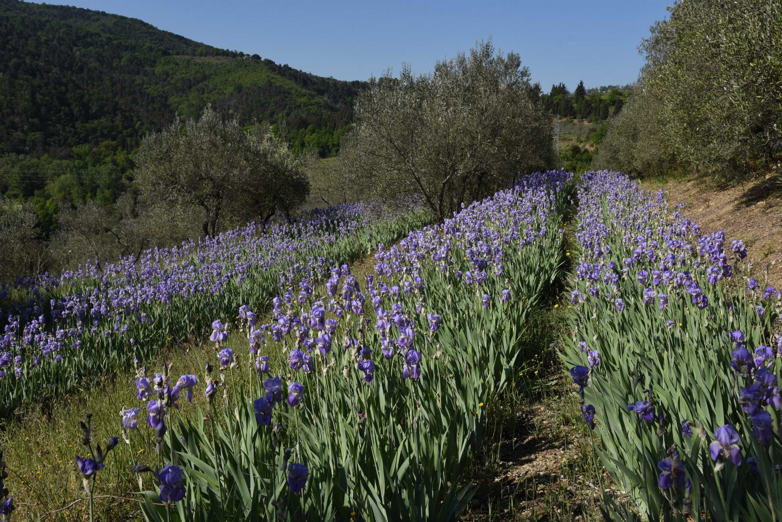 Un campo doi Iris di Pruneti
