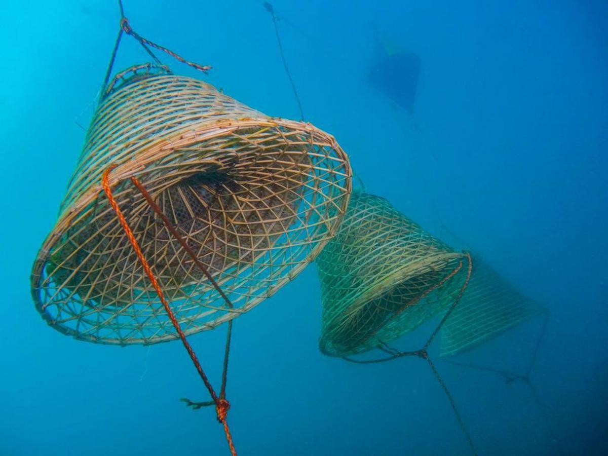Nasse in mare contenenti l'uva