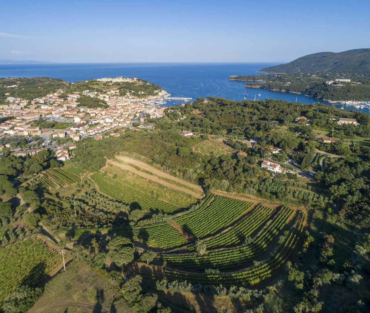 Foto aerea dei vigneti di Arrighi all'isola d'Elba