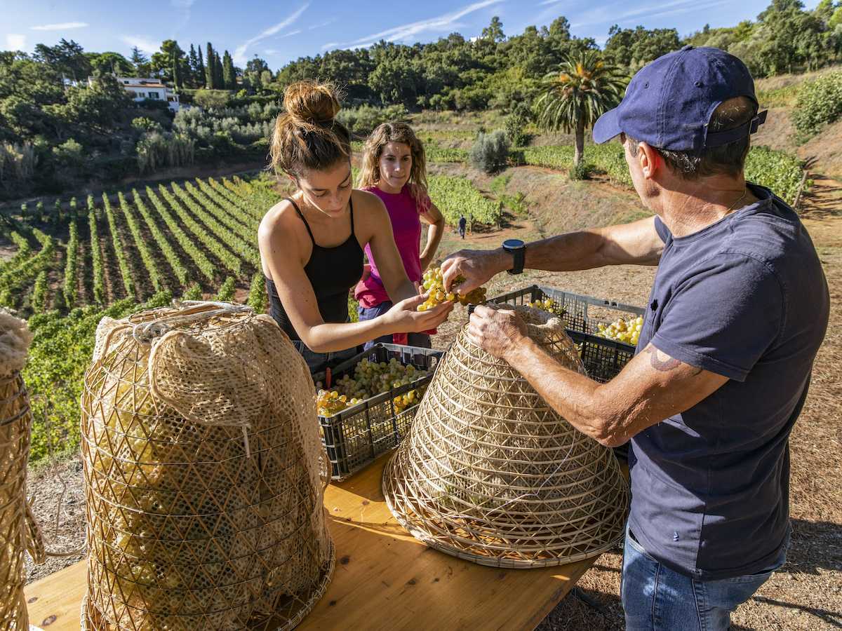 La preparazione delle nasse con l'uva