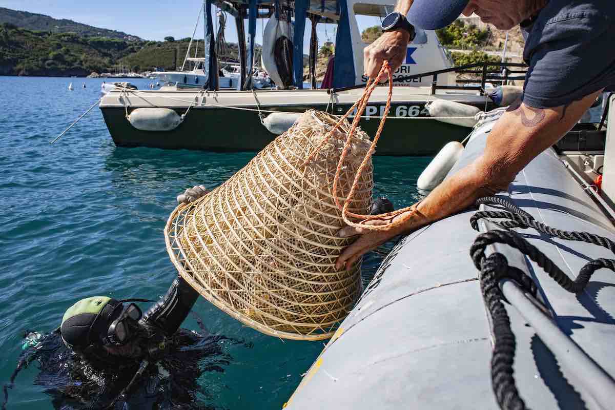 Posizionamento in mare delle nasse contenenti l'uva