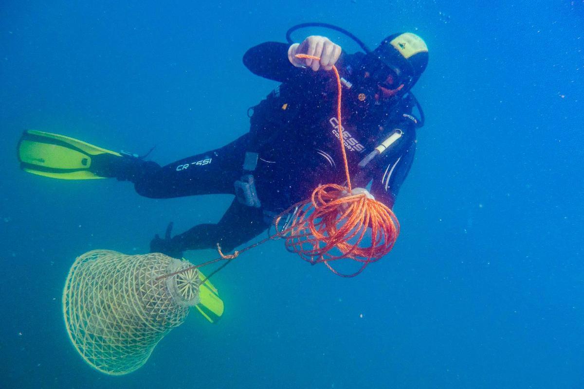 Nasse in mare contenenti l'uva