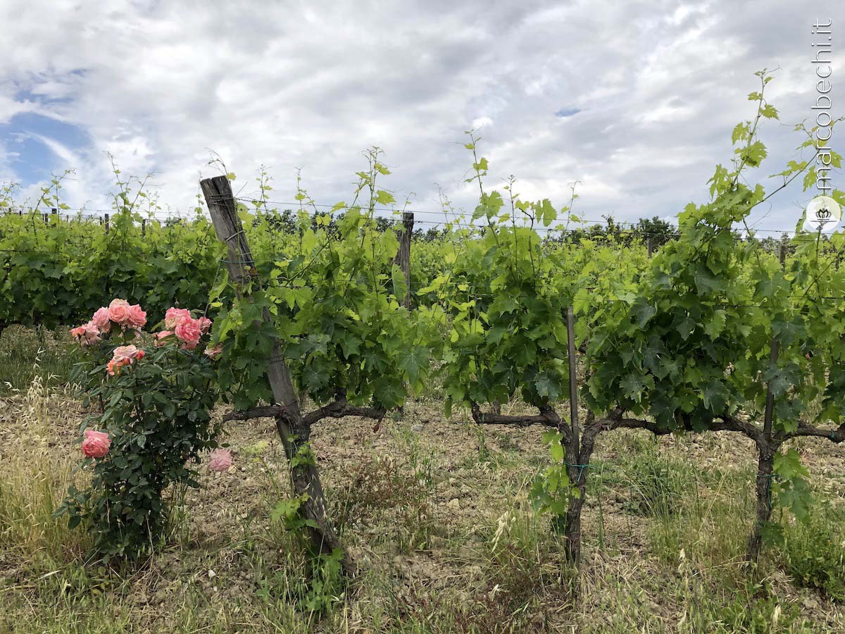 Un vigneto di fronte alla cantina di Capanna