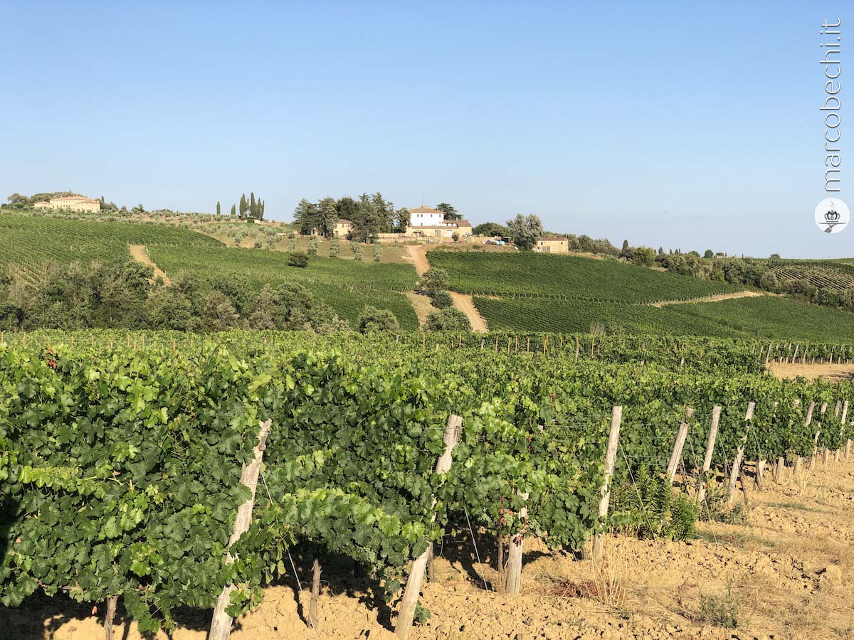 Uno dei vigneti di Vallepicciola