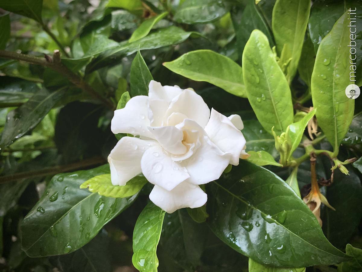 Una camelia del giardino del Castello di Vicchiomaggio a Greve in Chianti, la storia e l'accoglienza della famiglia Matta