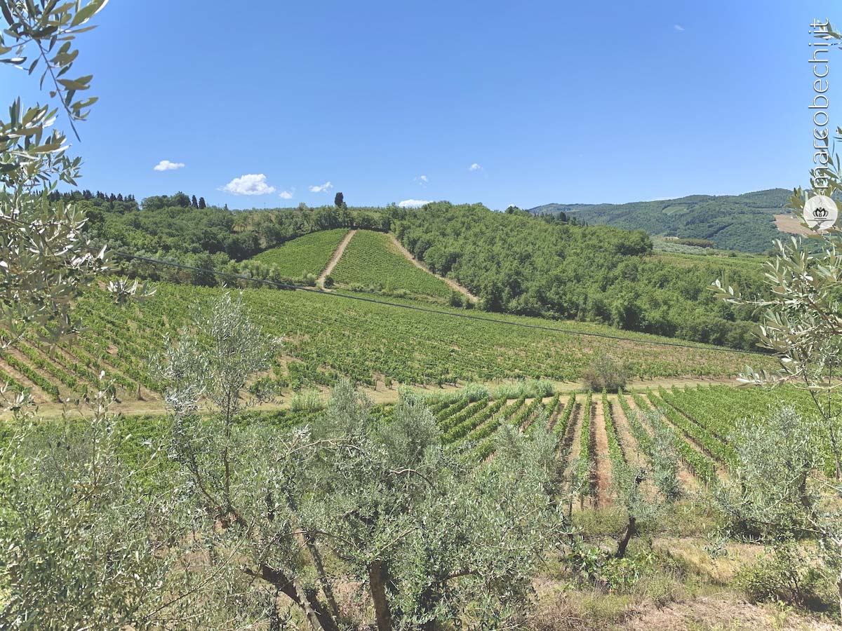 Alcuni vigneti della Fattoria Santo Stefano