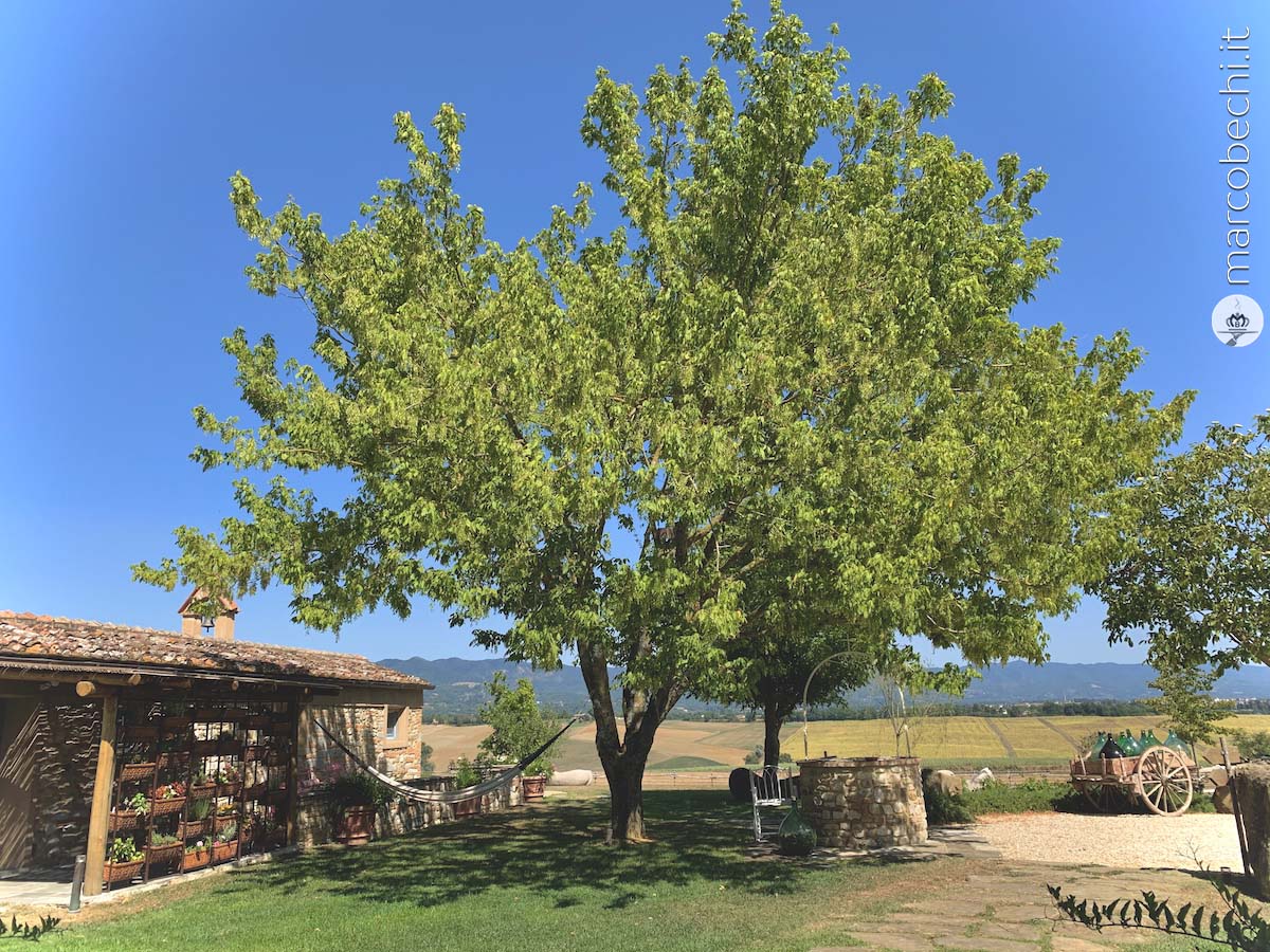 L'angolo delle aromatiche e l'amaca