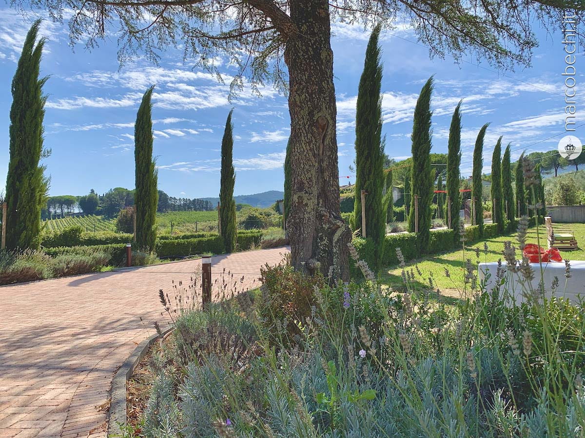 Fattoria Betti a Quarrata - Pistoia - il viale di accesso alla Fattoria