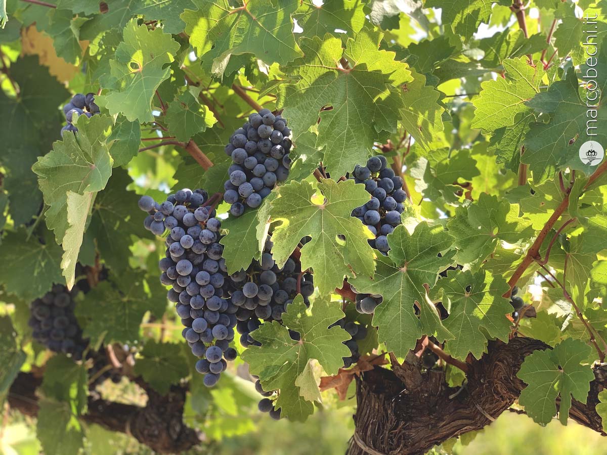 L'uva pronta da raccogliere dai filari all'ombra del Montalbano