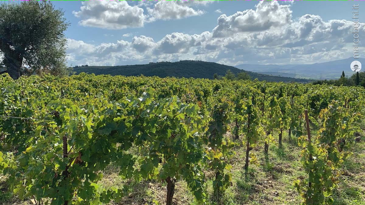 I vigneti de Il Castello di Vicarello - Dimora storica in Maremma