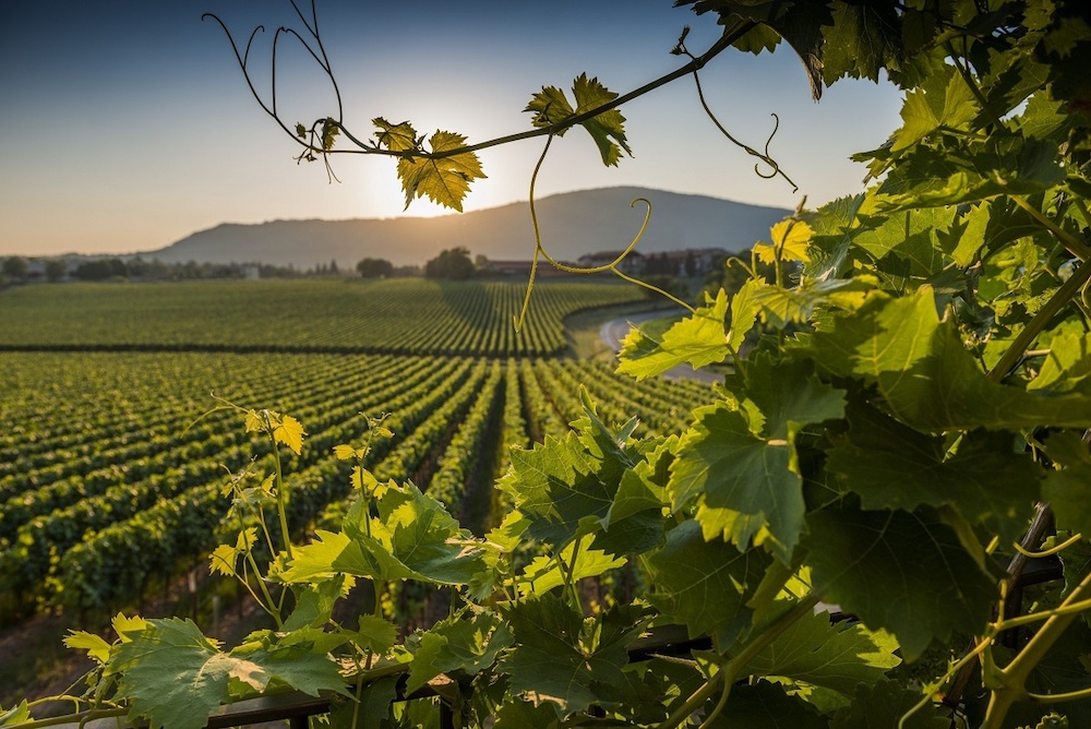 La Franciacorta ph by Bresciatourism Spumante o champagne, cosa bere?