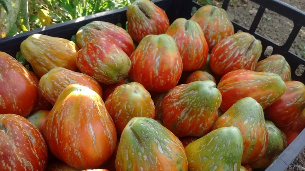 Pomodoro Borsa di Montone ph by reportpistoia.com Bistecca alla fiorentina e pomodoro Borsa di Montone tra i prodotti agroalimentari della Toscana
