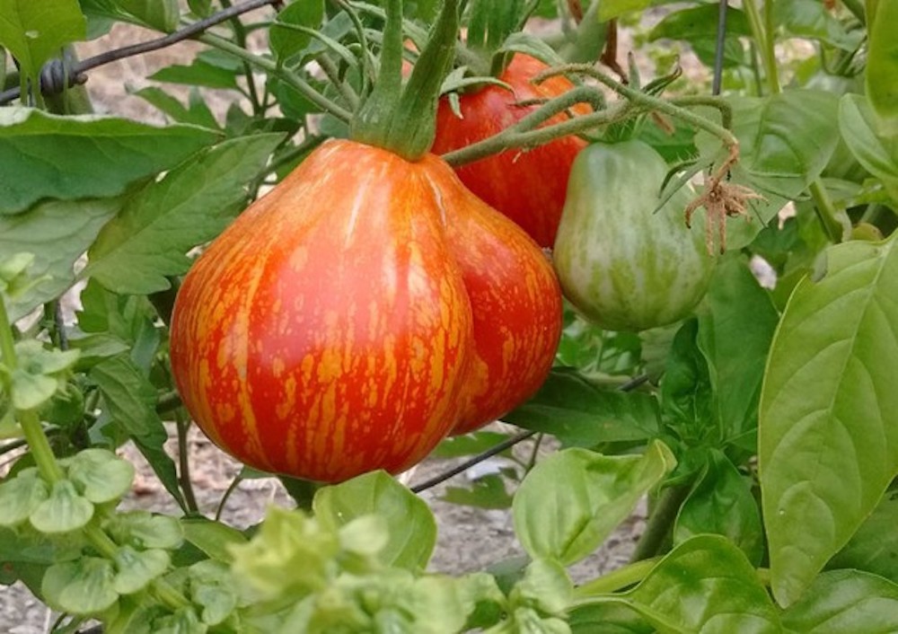 Pomodoro borsa di Montone ph by Intoscana