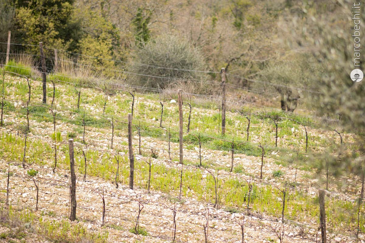 La vigna del 2015 a Monteraponi