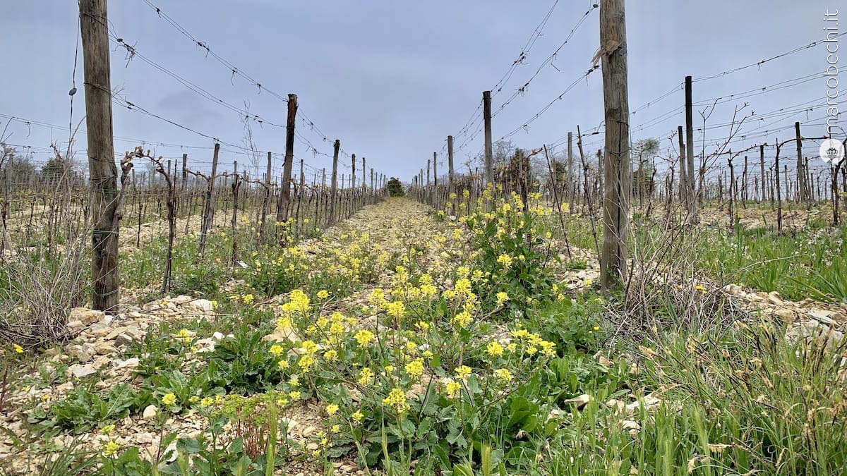 La vigna del 2015 che da i suoi frutti col sovescio ai 5 semi