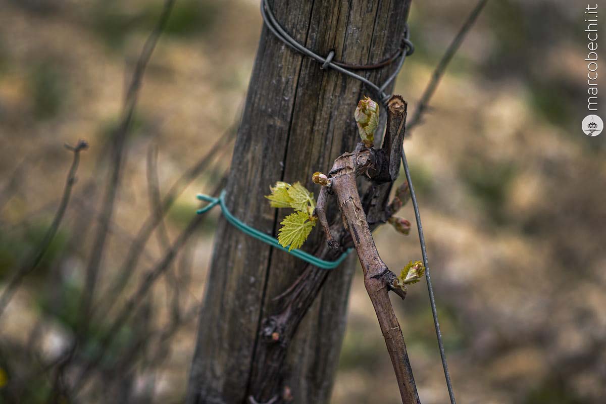 La vigna del 2015 che da i suoi frutti
