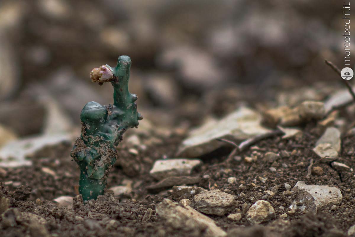 Le gemme del trebbiano nella nuova vigna
