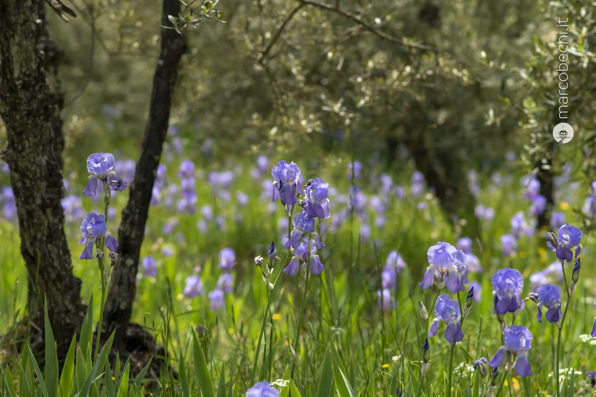 Lo stile Pruneti dall'olio all'iris