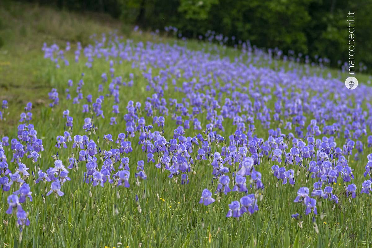Lo stile Pruneti dall'olio all'iris