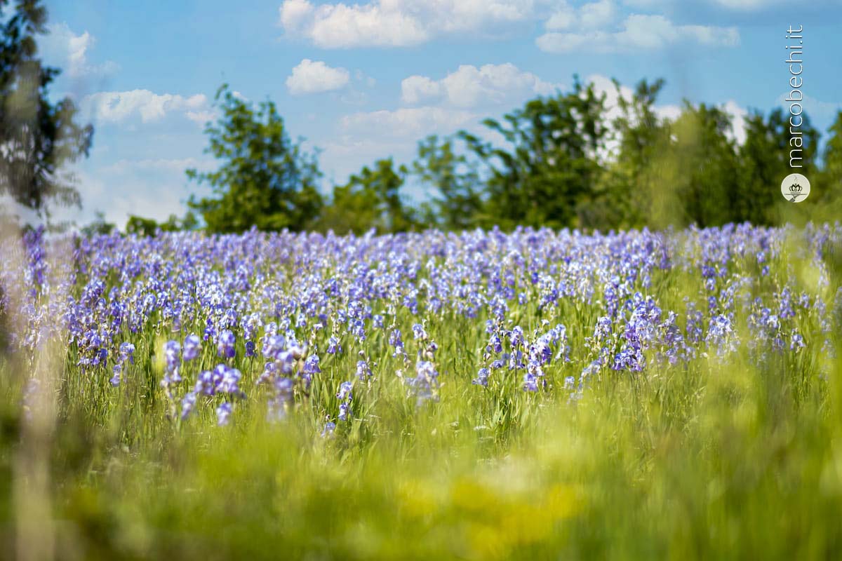 Lo stile Pruneti dall'olio all'iris