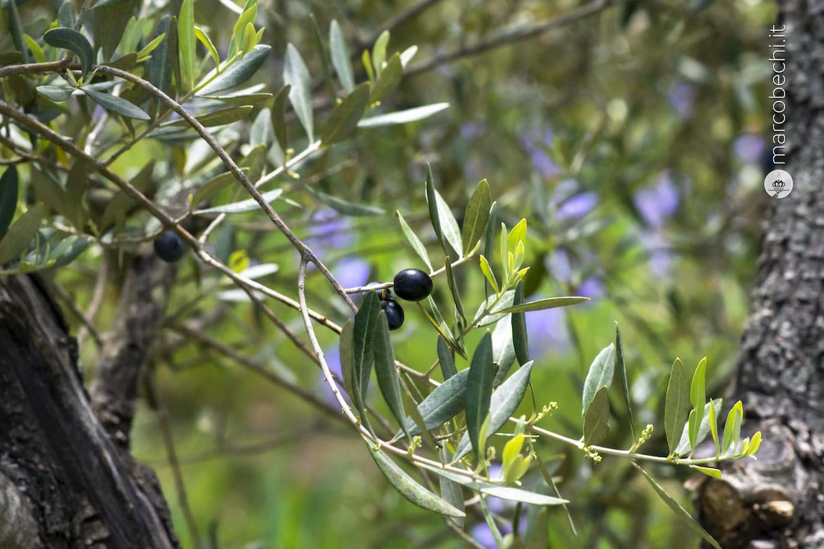 Lo stile Pruneti dall'olio all'iris