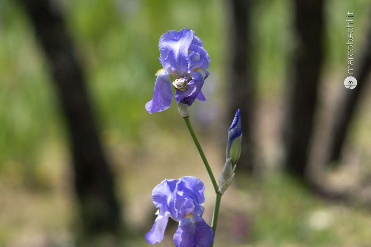 Lo stile Pruneti dall'olio all'iris