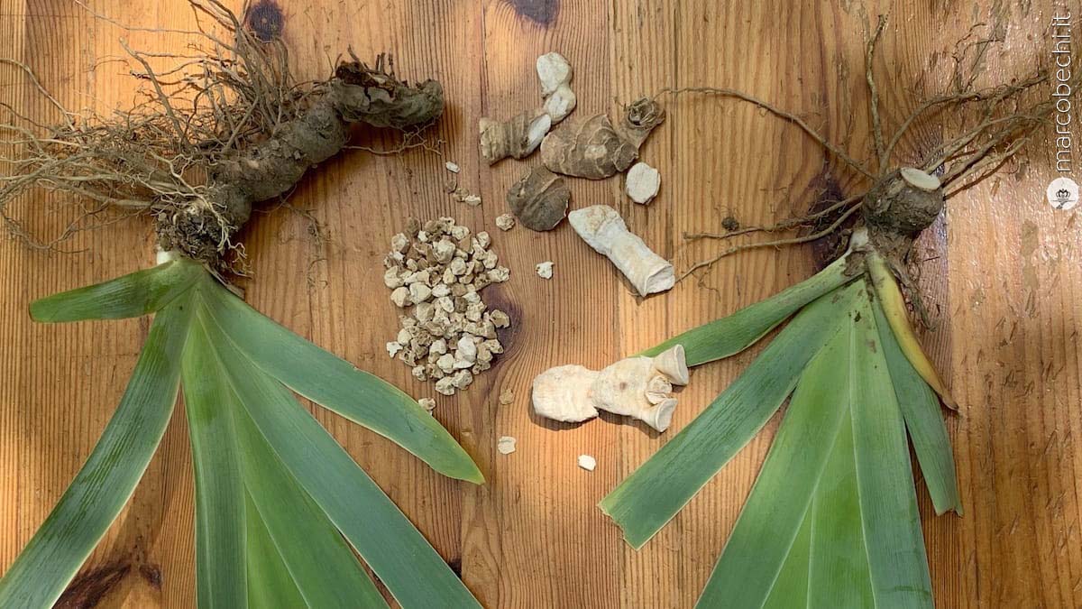 Dalla pianta dell'Iris alla radice essiccata