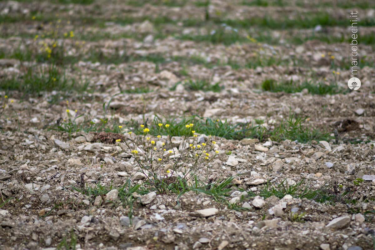 La nuova vigna di Colognole
