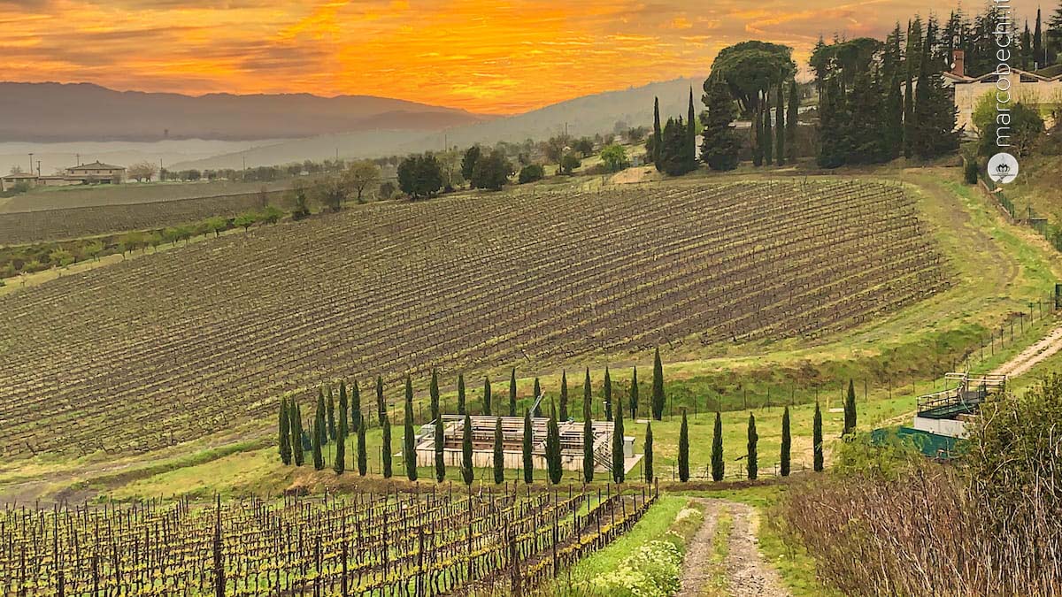 Una parte dei vigneti vicini al Castello di Brolio