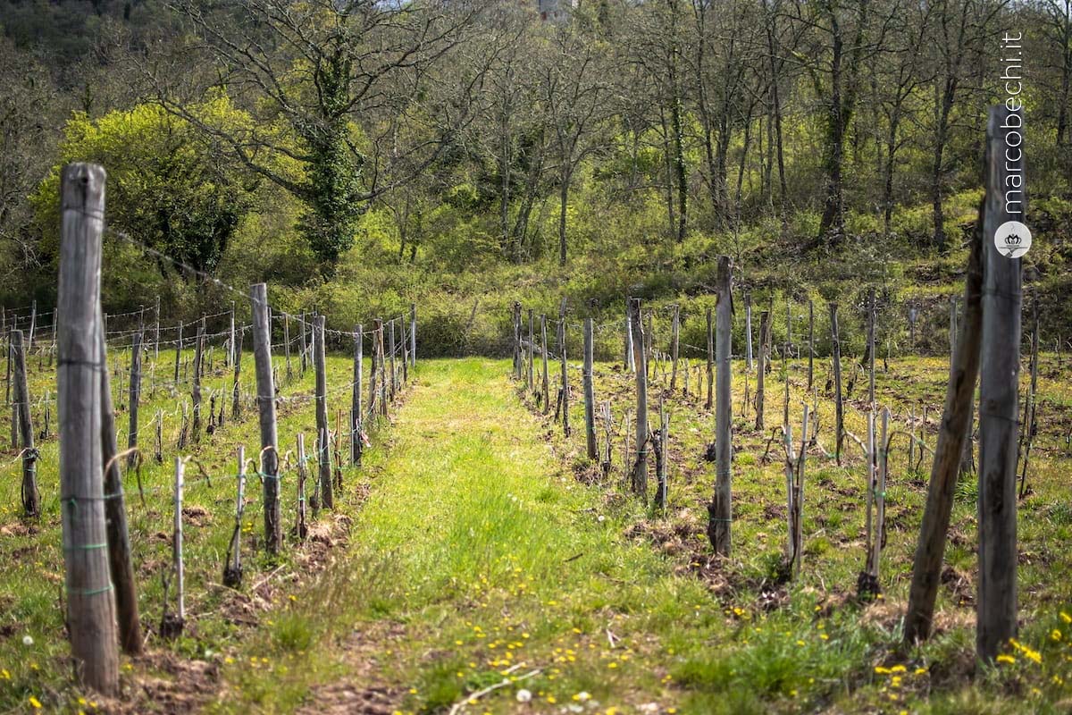 la vigna di Capannelle