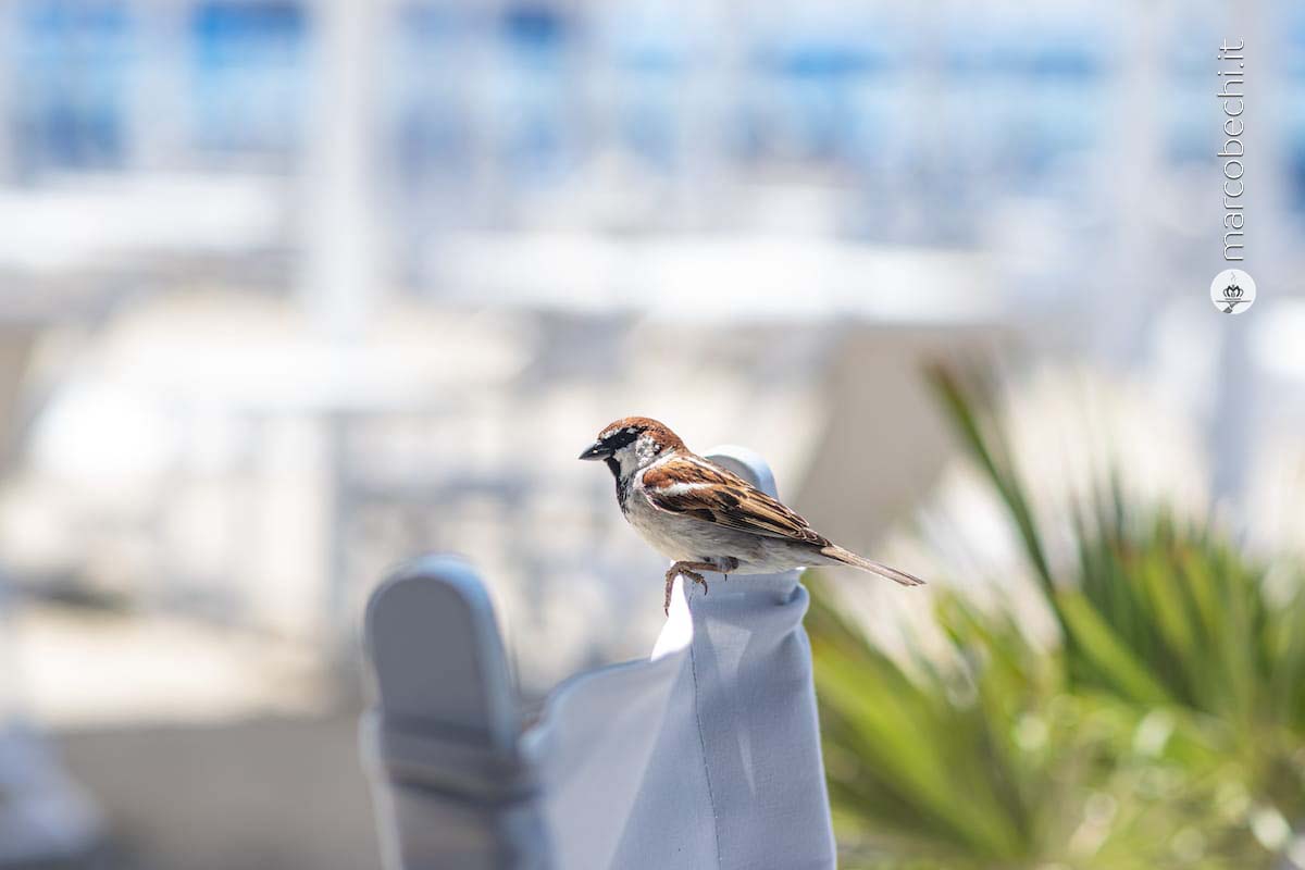 Villa Grey a Forte dei Marmi al Ristorante il Parco* con lo Chef Roberto Monopoli