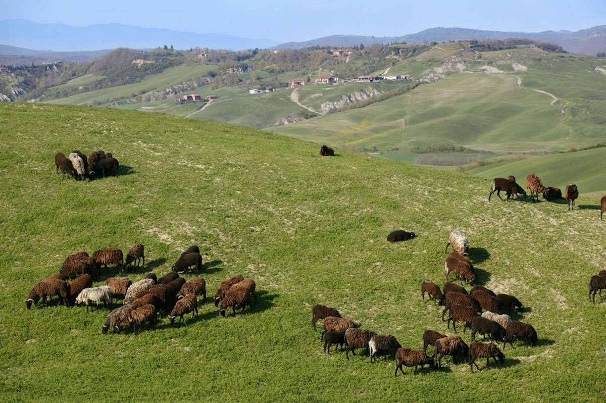 Crete senesi Credits_TPT