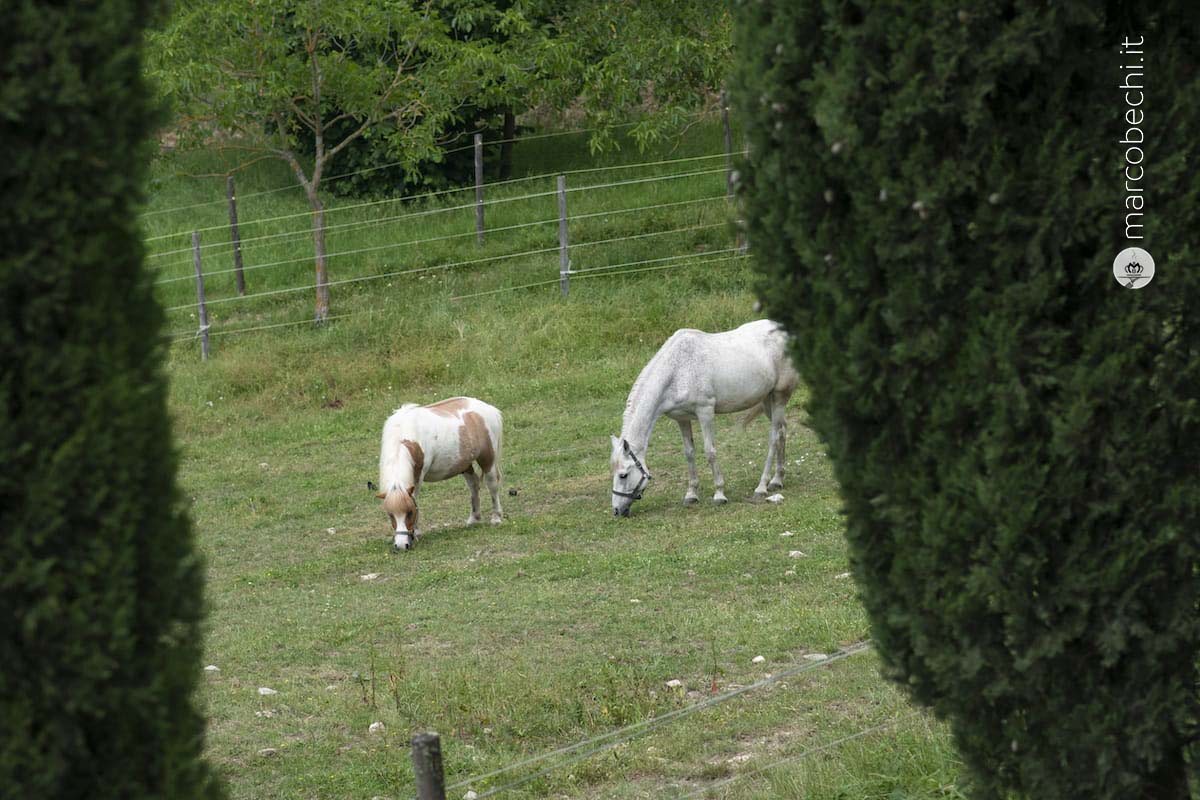Cavalli al pascolo a Fonterutoli